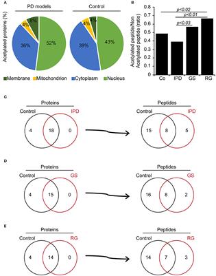 Acetylome in Human Fibroblasts From Parkinson's Disease Patients